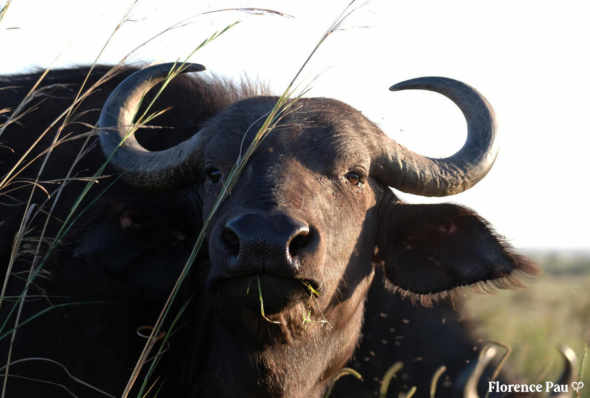Water Buffalo - Kenya