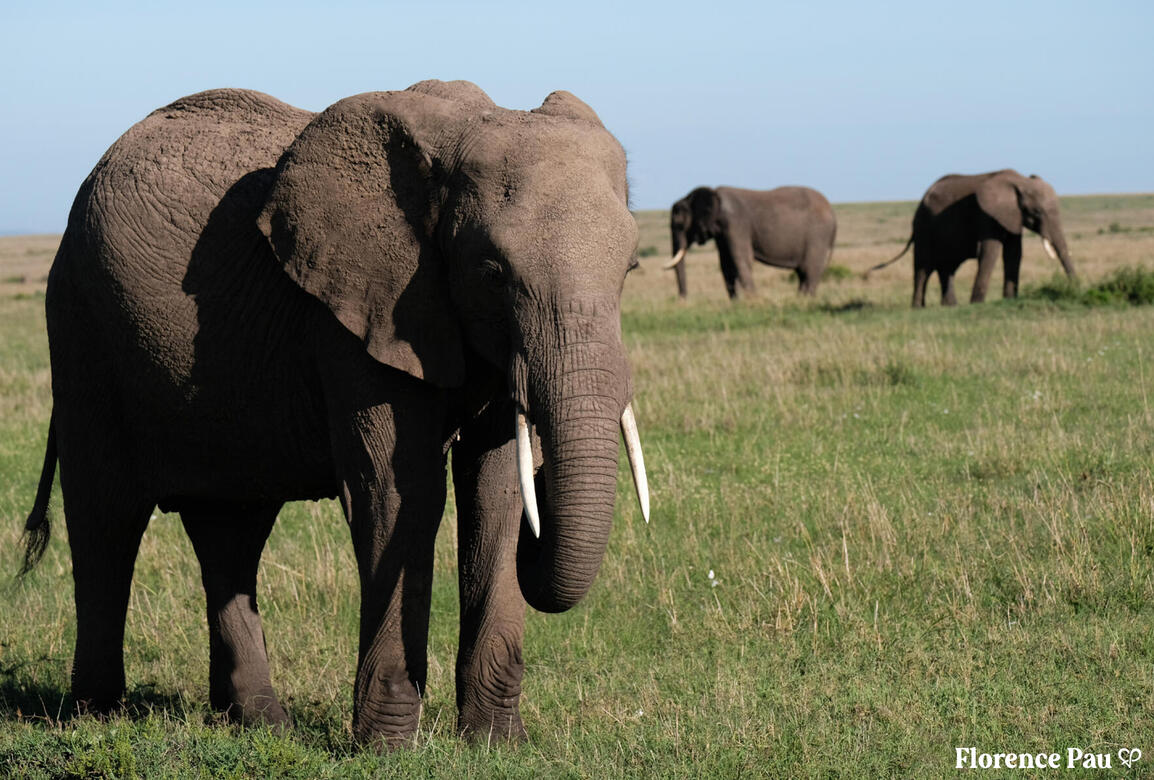 Elephants - Kenya