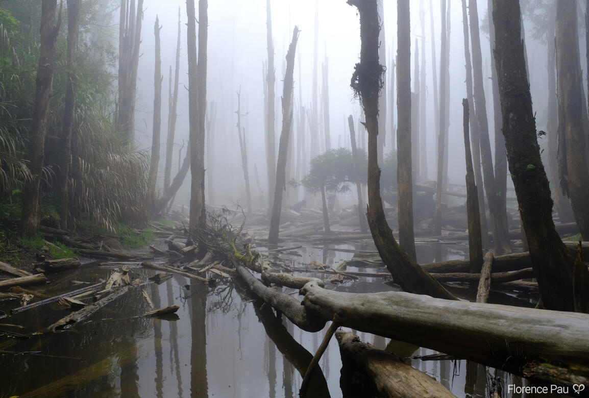 Wanyou Forest - Nantou County, Taiwan